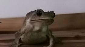 娱乐吃瓜大蛤蟆,揭秘娱乐圈幕后趣闻